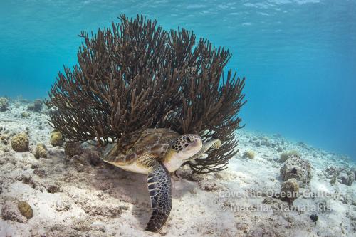 Bonaire Turtle